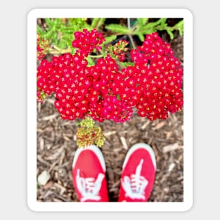 Ruby Red Yarrow Achillea Sticker